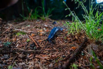 Bielzia coerulans, A bright blue snail crawls along the needles of a spruce. Selective focus. Ukrainian Carpathian mountains.