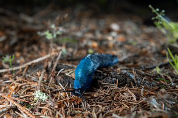 Bielzia coerulans, A bright blue snail crawls along the needles of a spruce. Selective focus. Ukrainian Carpathian mountains.