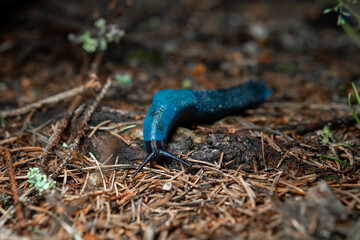 Bielzia coerulans, A bright blue snail crawls along the needles of a spruce. Selective focus. Ukrainian Carpathian mountains.