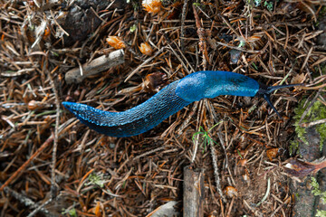 Bielzia coerulans, Top down view. A bright blue snail crawls along the needles of a spruce. Selective focus. Ukrainian Carpathian mountains.