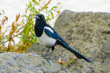 Magpie standing on the stones close up