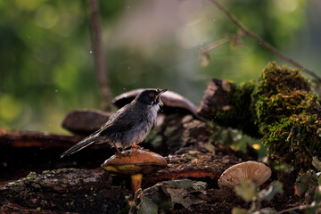 Sardinian warbler (Sylvia melanocephala). 