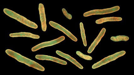 Bacteria Mycobacterium tuberculosis, the causative agent of tuberculosis