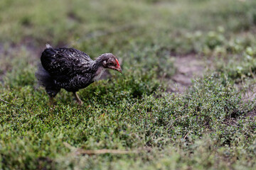 hen, backyard hen, chicken, cooked chicken