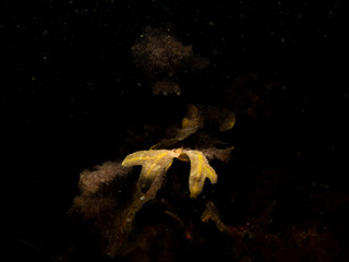 Close up of bladderwrack, also known as bladder fucus, pop weed, cut weed, kelpware, sea wrack, pigweed paddy tang. This is the original source of iodine. Black seawater background.