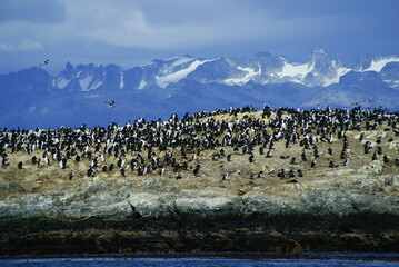 Beagle Channel - a strait in the Tierra del Fuego Archipelago, sea lions and various birds