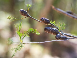 Beautiful tiny pine cones jut out from the branch decorated with a few skinny leaves.