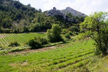 Champ de lavande en Drôme Provençale