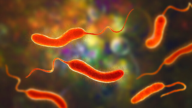 Vibrio mimicus bacteria