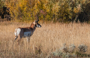 Pronghorn Antelope Buck in Wyoming in Autumn