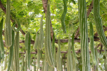 Luffa Cylindrica or Angled gourd vegetable plant on roof net of farm