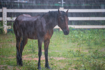 Black horse wet by heavy rain drops at meadow in stable