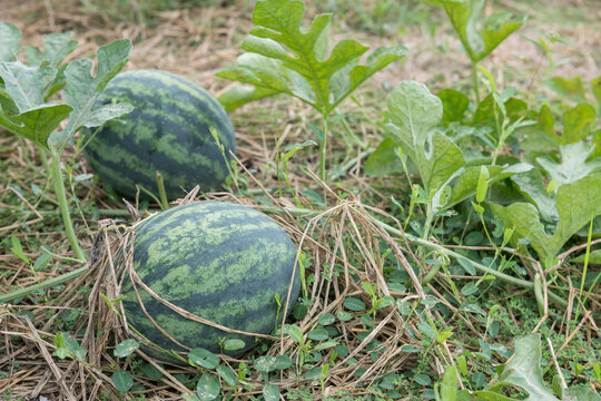 Organic 2 Watermelons growigng on farm
