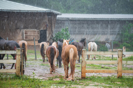 Rear group of farm horses herding into stable due to heavy rain drops