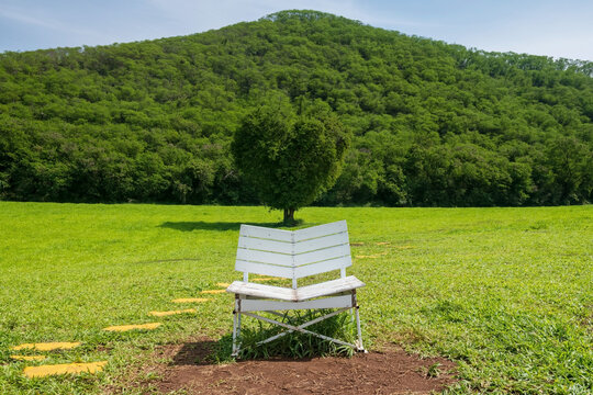 White wooden chair in front of beautiful heart shape tree