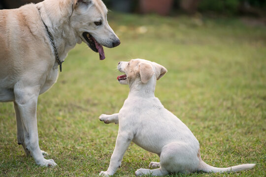 Little white puppy raise front leg, hello gesture, to its mother dog