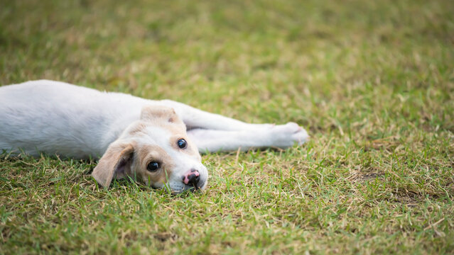 Portrait of cute labrador retriever puppy lying on green grass