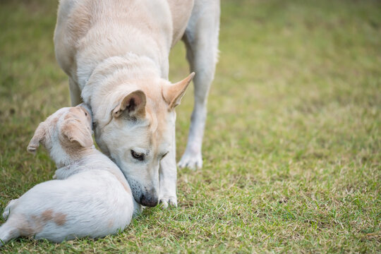 Creamy mother dog together with its cute puppy at grass field