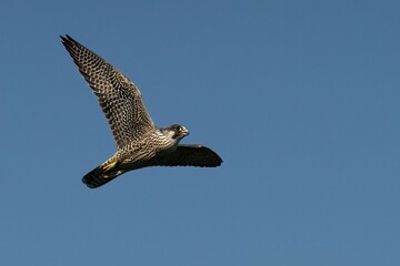 Low-angle shot of a Peale's falcon (Falco peregrinus pealei) in flight
