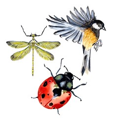 Ladybug dragonfly bird set a watercolor sketch