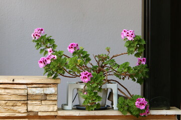 Fototapeta na wymiar Green plants grow in a flower pot.