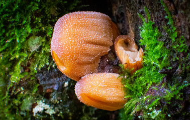 Fototapeta premium Mushrooms Growing in British Woodland