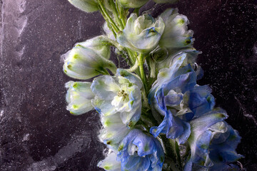 Frozen beautiful Delphinium cultorum flowers. Frozen fresh flowers with air bubbles in the ice cube on the dark background. Blossoms in the ice cube.