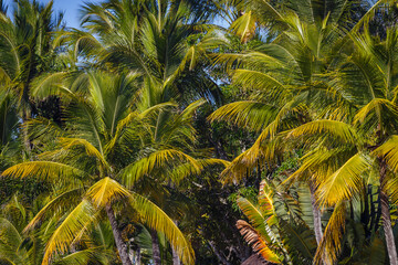 Tropical paradise: idyllic caribbean palm trees with sunbeam in Punta Cana