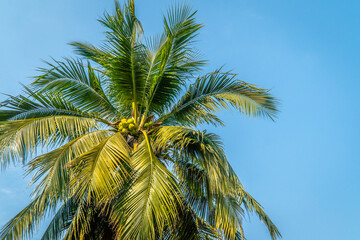 Fototapeta na wymiar Coconut on the tree looking from under the tree.