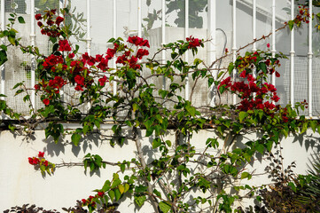 Bougainvillea in Aiguebelle