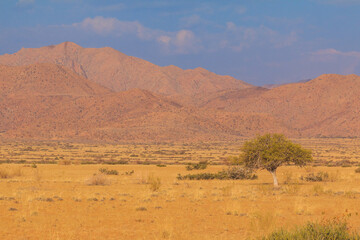 Fototapeta na wymiar African landscape, savannah during a hot day. Solitaire, Namibia.
