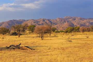 African landscape, savannah during a hot day. Solitaire, Namibia.