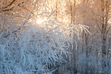 Frost on the trees in the city park.Snowfall in the city.The first snow.