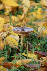 Mushroom in the yellow Autumn leaves