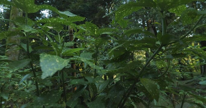 Aucuba Japonica, Commonly Called Spotted Laurel Or Gold Dust Plant. Native To Rich Forest Soils Of Moist Valleys, Thickets, By Streams And Near Shaded Moist Rocks In China, Korea, And Japan.