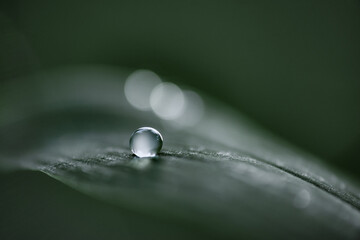 Large beautiful drop of clear rain water on green leaf, macro image. Dewdrops in the morning.  Natural nature background, free space.  Image in green tones. 