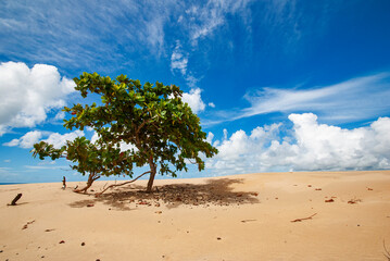 Fototapeta na wymiar Árvore nas Dunas de Itaúnas (Paisagem) | Tree on the Itaunas dunes
