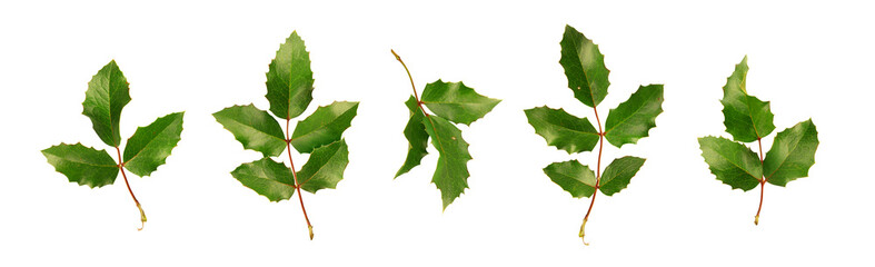 Collection of holly leaves isolated on white background.