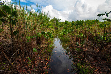 Brejo das Dunas de Itaúnas (Paisagem) | Itaunas dunes swamp