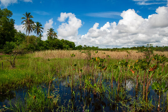 Brejo das Dunas de Ita&uacute;nas (Paisagem) | Itaunas dunes swamp