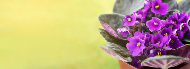 Blooming purple violet flowers in a pot, Saintpaulias, close-up, text space 