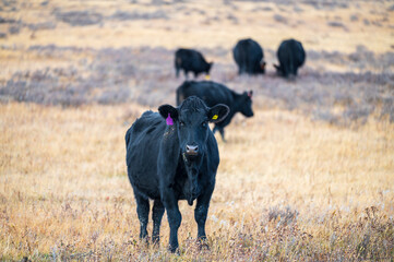 Beautiful black cow in British Columbia in a meadow
