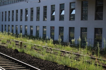 Tall grass grown over old train tracks in an urban business district (Versailles, Paris, France)....