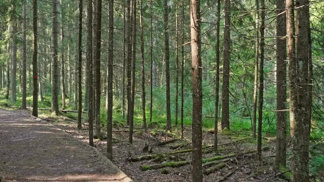 Sipoonkorpi national park recreation area in the summer.