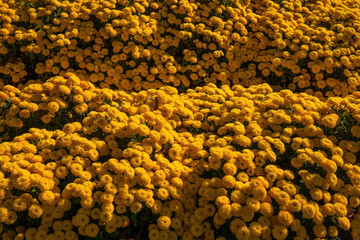 Yellow chrysanthemums in a flower bed on a sunny day. Flowers close-up