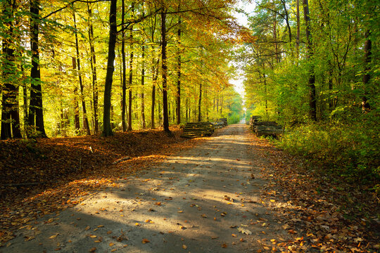 Dirt road through the autumn sunny forest