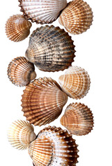 Sea shells collection isolated