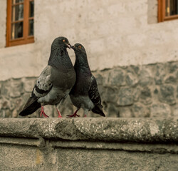 pigeon in love