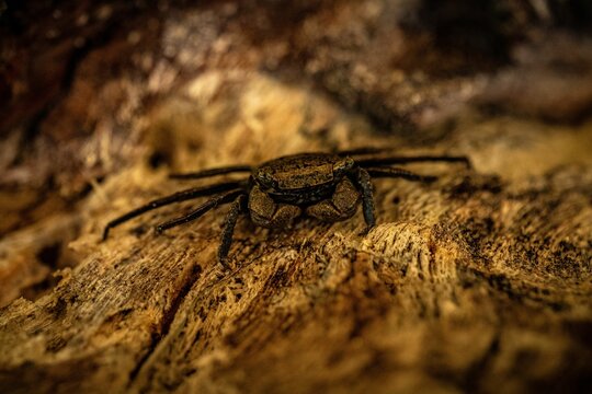 Sesarma reticulatum crab on a rock