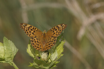 Schmetterling getigert